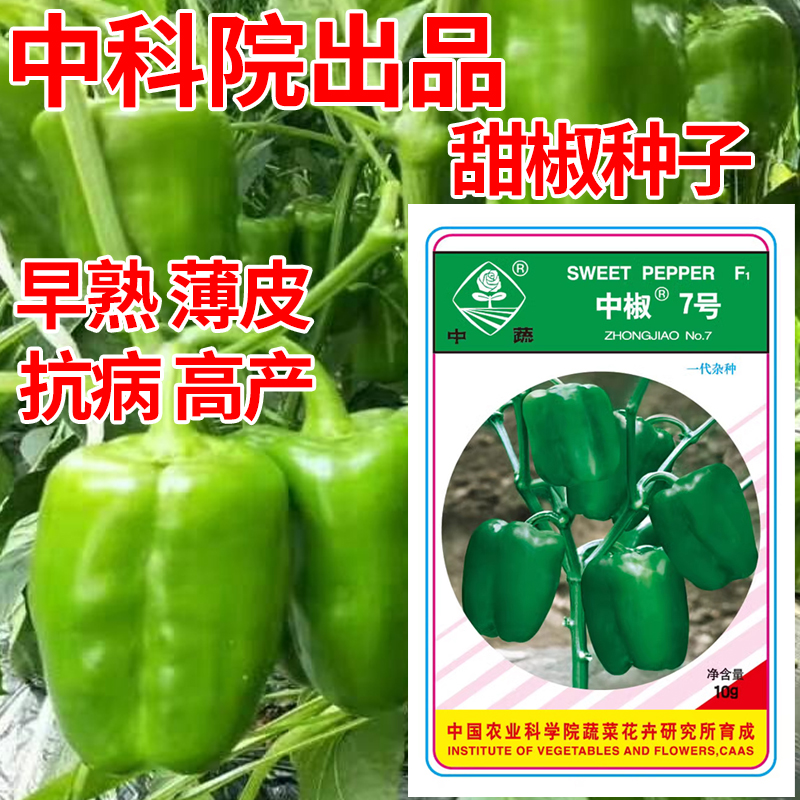 中蔬中椒7号甜椒种子柿子椒种孑青椒薄皮椒籽辣椒籽灯笼圆椒种籽