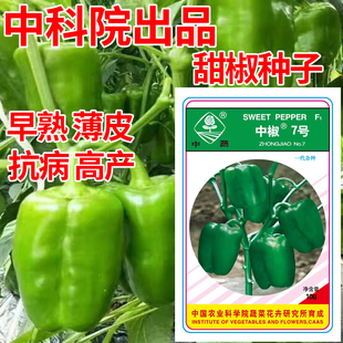 中蔬中椒7号甜椒种子柿子椒种孑青椒薄皮椒籽辣椒籽灯笼圆椒种籽
