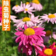 除虫菊种子驱蚊草花籽洋甘菊花种籽四季阳台庭院天竺葵小菊花种孑