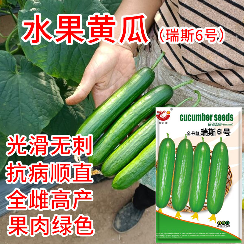 6号水果黄瓜种子高产抗病清香