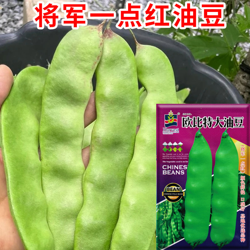 将军一点红油豆种子东北油豆种籽大油豆扁豆种孑豆角种籽蔬菜种子