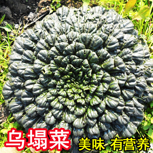 乌塌菜种子黄心乌塌菜小八叶菜种