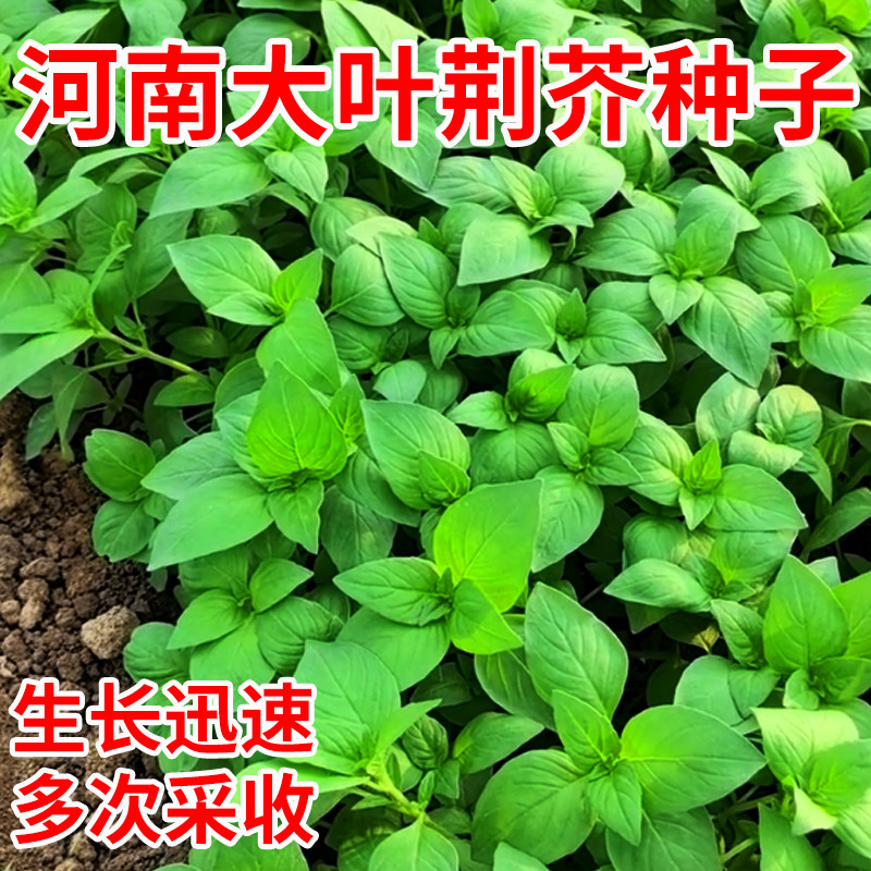 荆芥种子大叶荆芥籽河南香芥菜荆芥菜种籽菜种孑四季阳台盆栽菜种