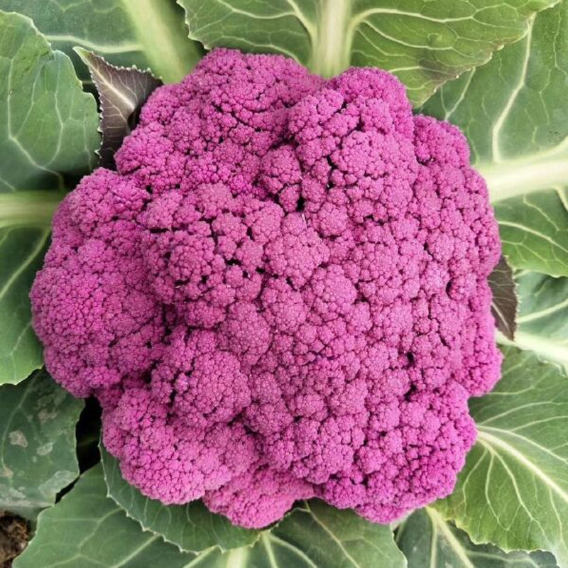 紫菜花种子花叶菜种孑花菜种籽紫色菜花紫菜花籽春季秋季蔬菜种子