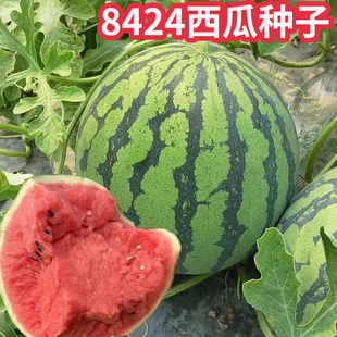 夏季 新早佳8424西瓜种籽早熟红瓤麒麟8424西瓜籽春季 脆甜薄皮水果