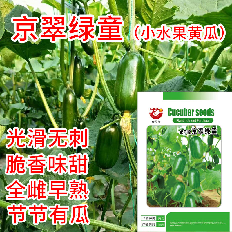 金翠绿童水果黄瓜种子小黄瓜种子金童玉女水果黄瓜籽蔬菜种孑菜籽