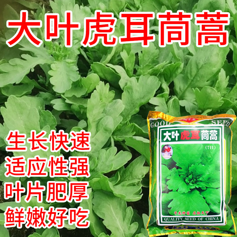 大叶虎耳茼蒿种子大叶茼蒿种籽皇帝菜蓬蒿秆蔬菜种子阳台盆栽菜地