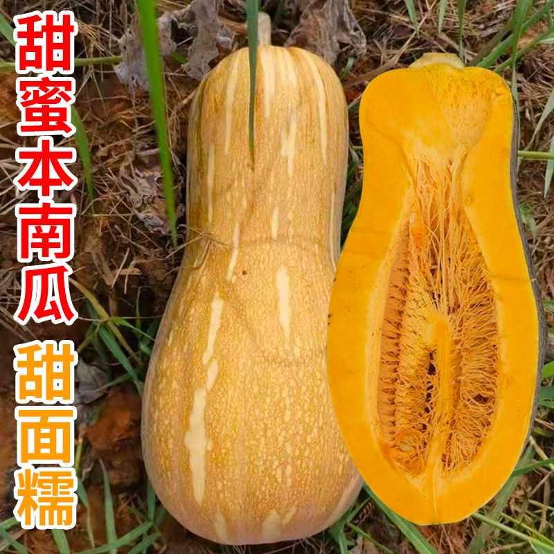 甜蜜本南瓜种子大南瓜种籽倭瓜种孑庭院高产南瓜苗早熟秘本南瓜籽