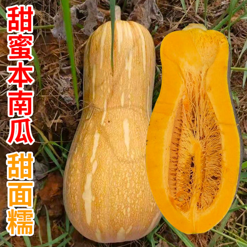 甜蜜本南瓜种籽早熟大南瓜