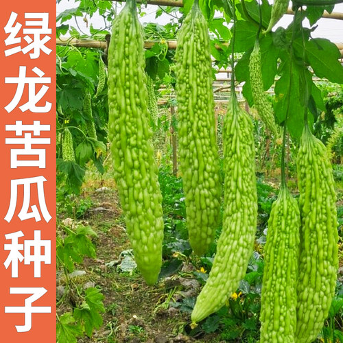 苦瓜种子农科院疙瘩绿苦瓜种孑