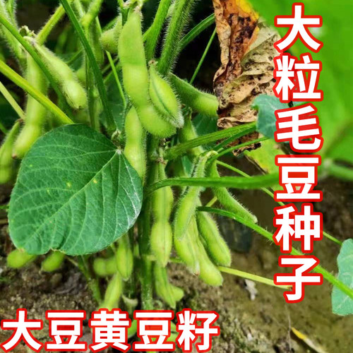 毛豆种子早熟大荚毛豆高产