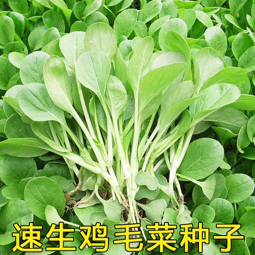 四季播鸡毛菜种子小青菜油菜