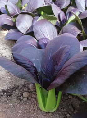 紫油菜籽上海青紫色小油菜种孑紫叶油菜四季紫玉油菜蔬菜种子种籽