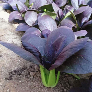 紫油菜籽上海青紫色小油菜种孑紫叶油菜四季 紫玉油菜蔬菜种子种籽