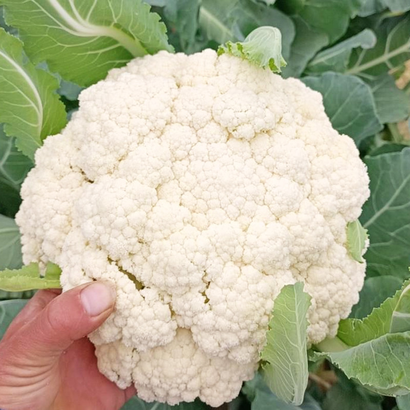 有机松花菜种子菜花籽青梗花椰菜种孑耐热耐寒蔬菜种子白菜花早熟