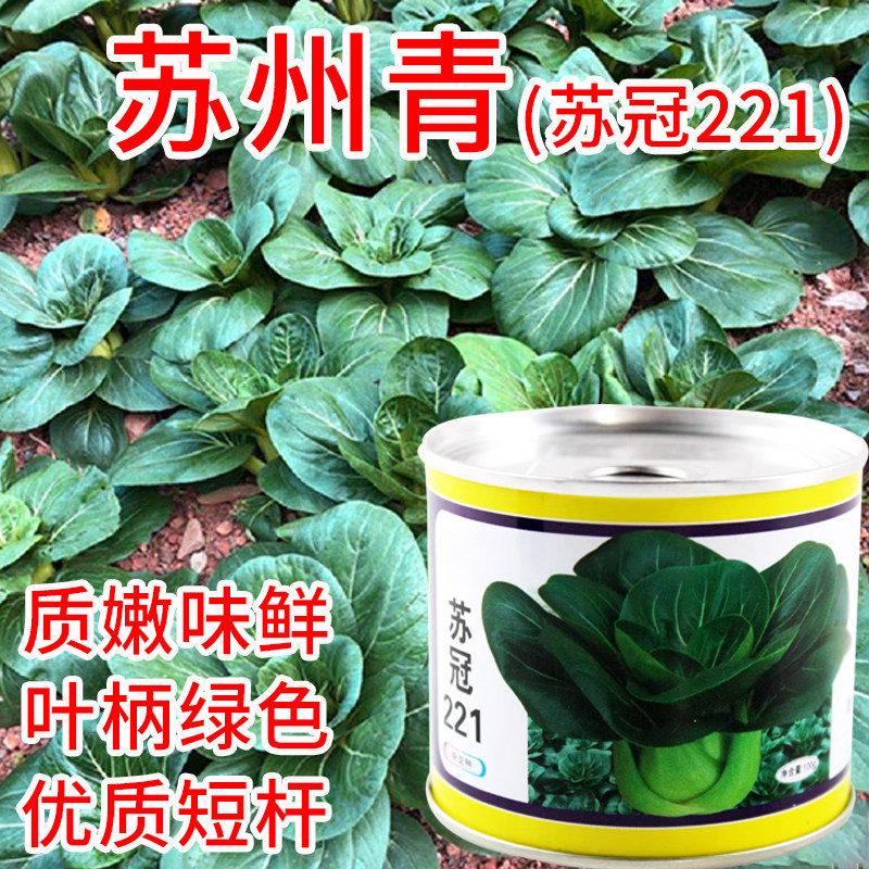 221矮脚苏州青种子高产四季黑叶