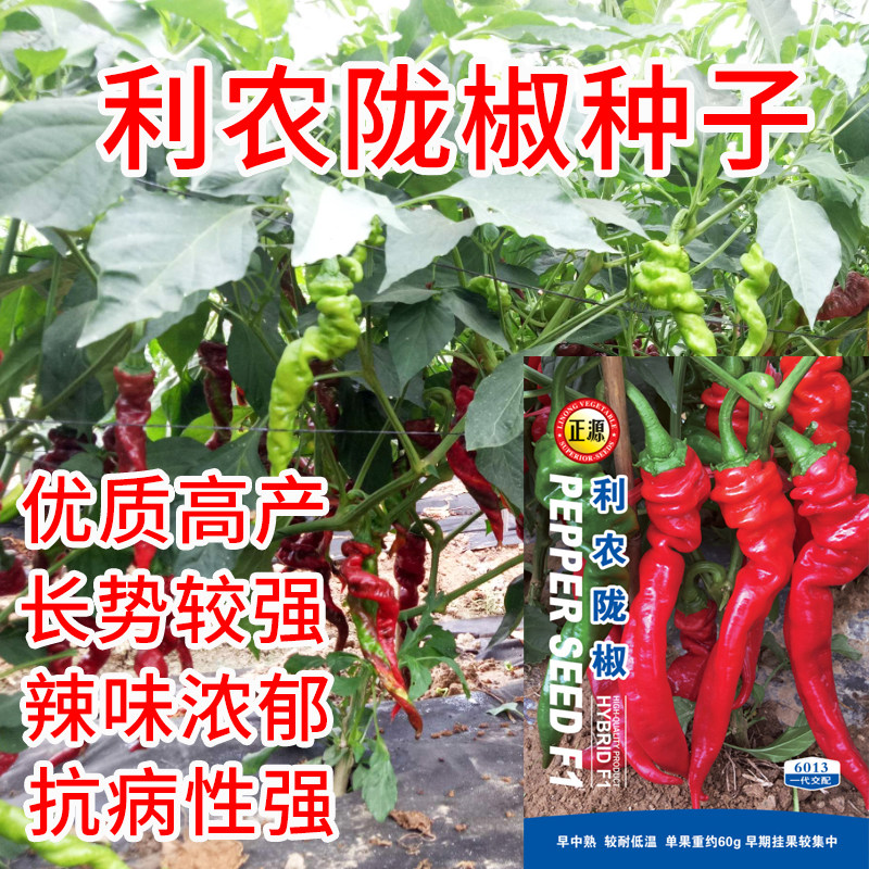 利农陇椒种子大果螺丝椒种子籽春秋四季南北方园艺农家蔬菜种籽子