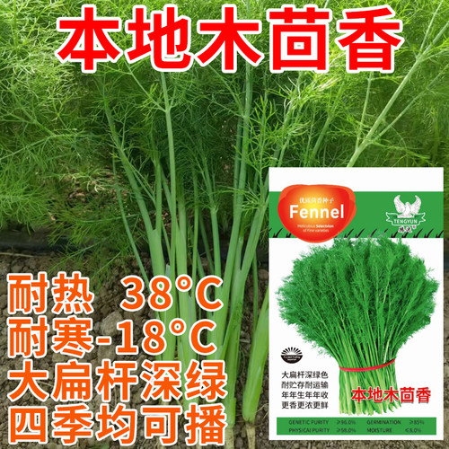 夏季蔬菜种子本地木茴香种子
