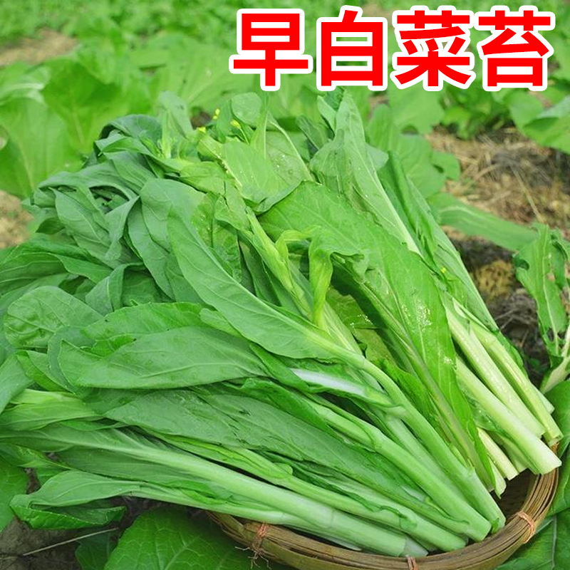 白菜苔种子菜心种籽红菜苔四季阳台盆栽蔬菜种孑大全青菜夏季菜薹