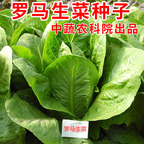 罗马生菜种子生吃脆甜高营养四季罗马直立生菜种孑孔雀菜籽耐抽薹