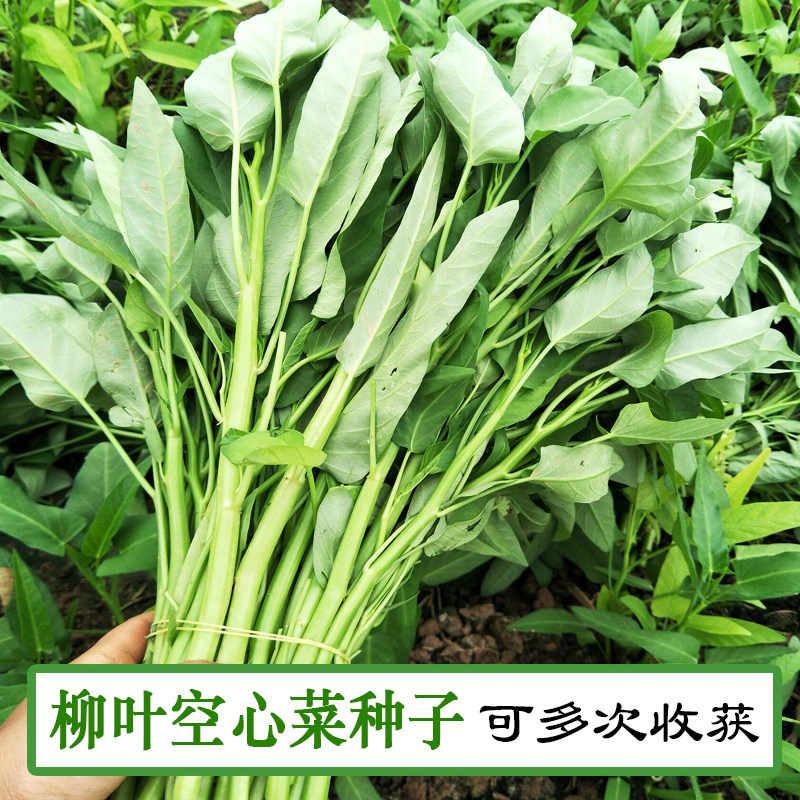 空心菜种子三叉竹叶蕹菜四季空心菜种籽三叉空心菜大叶空心菜种籽