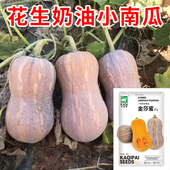 花生奶油小南瓜种子奶油南瓜种籽小南瓜种孑春季 蔬菜种子贝贝南瓜