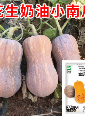 花生形状奶油小南瓜种子