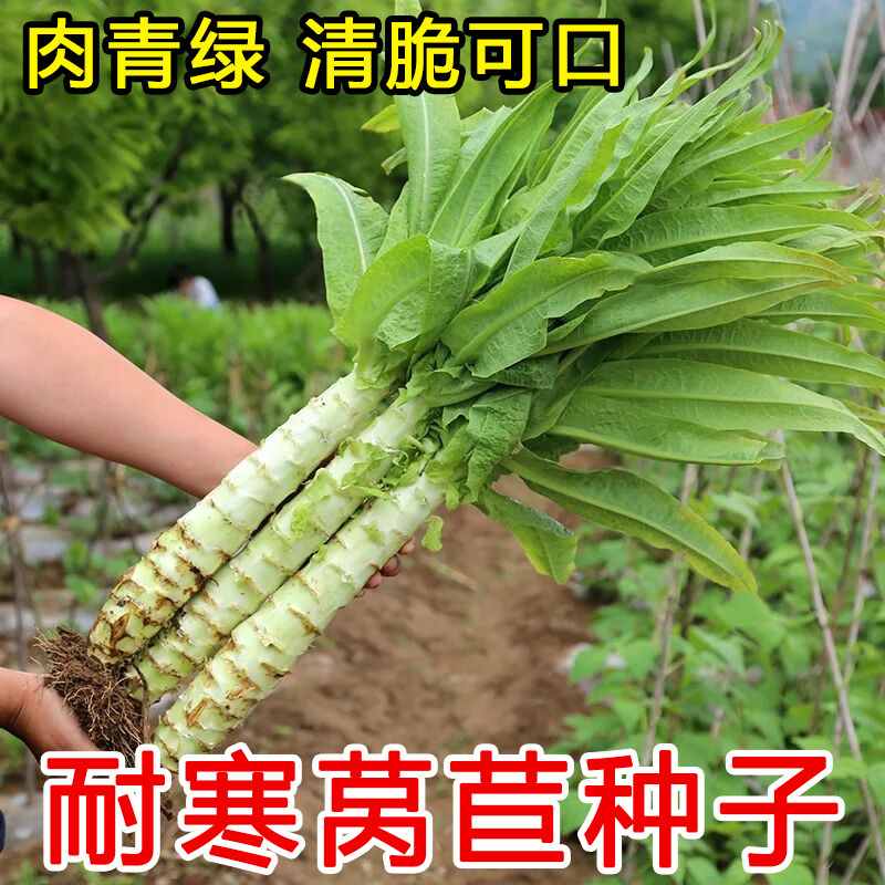 尖叶莴笋种子四季蔬菜种籽莴笋种籽莴笋苗莴苣四季秧苗红莴笋种孑