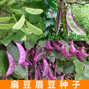 扁豆种子眉豆种孑老品种眉豆猫耳朵蔬菜种孑大全红边猪耳朵豆角籽