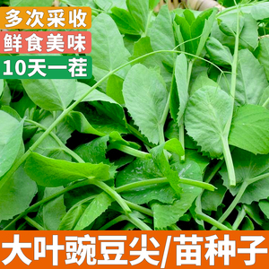 豌豆尖种子豌豆苗种籽豌豆芽苗菜四川豌豆尖种孑大叶豌豆苗甜豌豆