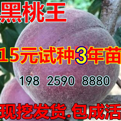 桃树新品种中华黑桃王桃树苗黑桃皇后树苗9-10月成熟南北方种植