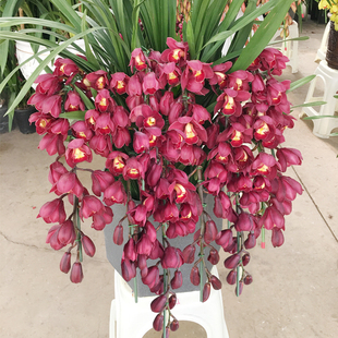 大花蕙兰盆栽带花苞室内客厅庭院剑兰花苗冬季好养活绿植花卉建兰