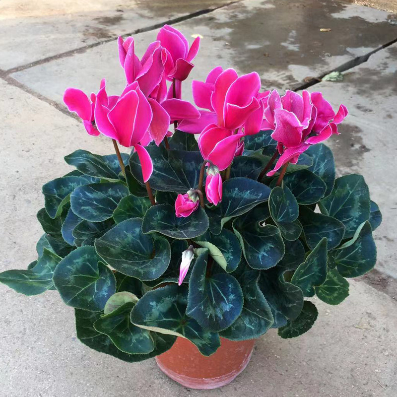 仙客来盆栽阳台四季开花带花发货
