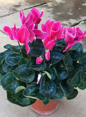 仙客来盆栽阳台四季开花带花发货