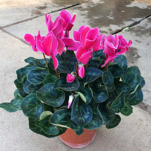 仙客来盆栽阳台四季开花带花发货