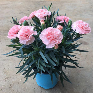 康乃馨鲜花盆栽带花苞好养活四季开花室内阳台庭院绿植花卉石竹花