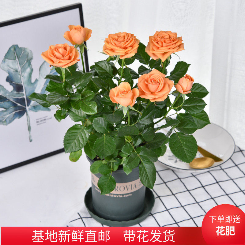 玫瑰花盆栽植物带花苞室内阳台果汁四季开花蔷薇月季花苗带盆发货