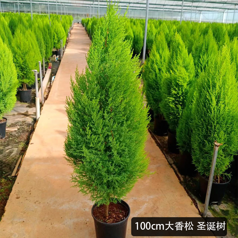 香松盆栽圣诞树室内庭院带香味