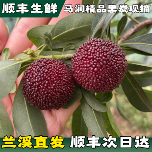 正宗兰溪马涧黑炭杨梅鲜果荸荠杨梅新鲜孕妇当季水果礼盒装次日达