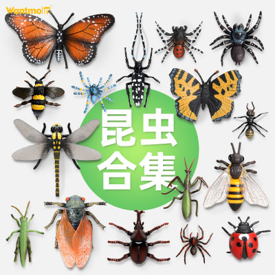 昆虫动物模型蜘蛛蜜蜂蝴蝶蜻蜓