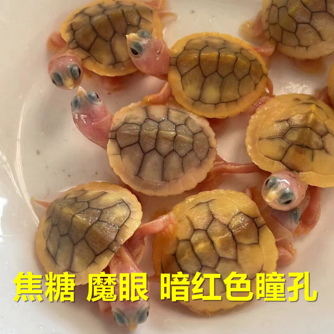 果冻焦糖梵高悖论闪电巴西变异白化乌龟苗鱼缸观赏活体顺丰包邮