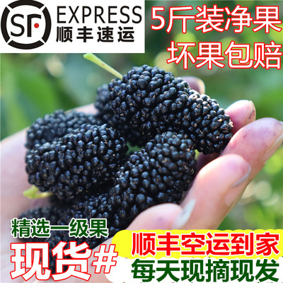 四川凉山新鲜桑椹2025年头茬大果