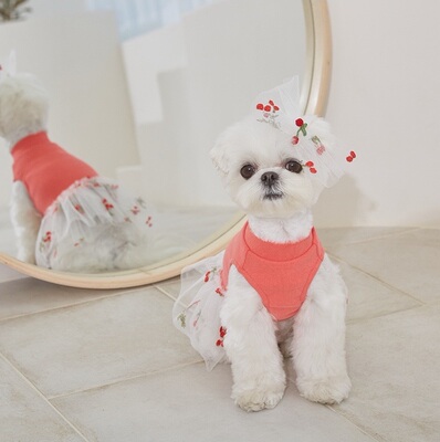 现货 胸34韩国Chole colin狗狗猫咪可爱蕾丝连衣裙衣服比熊泰迪