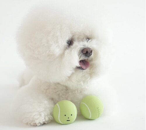 现货 韩国Dingdog狗狗猫网球硅胶玩具发声哔哔发泄正品代购宠物致