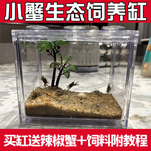 迷你辣椒蟹饲养套餐桌面