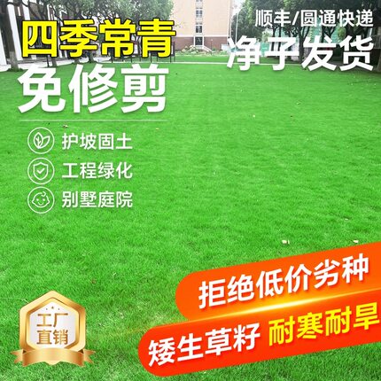草坪种子护坡固土草籽高速边坡矿山复绿四季青耐旱耐寒草种