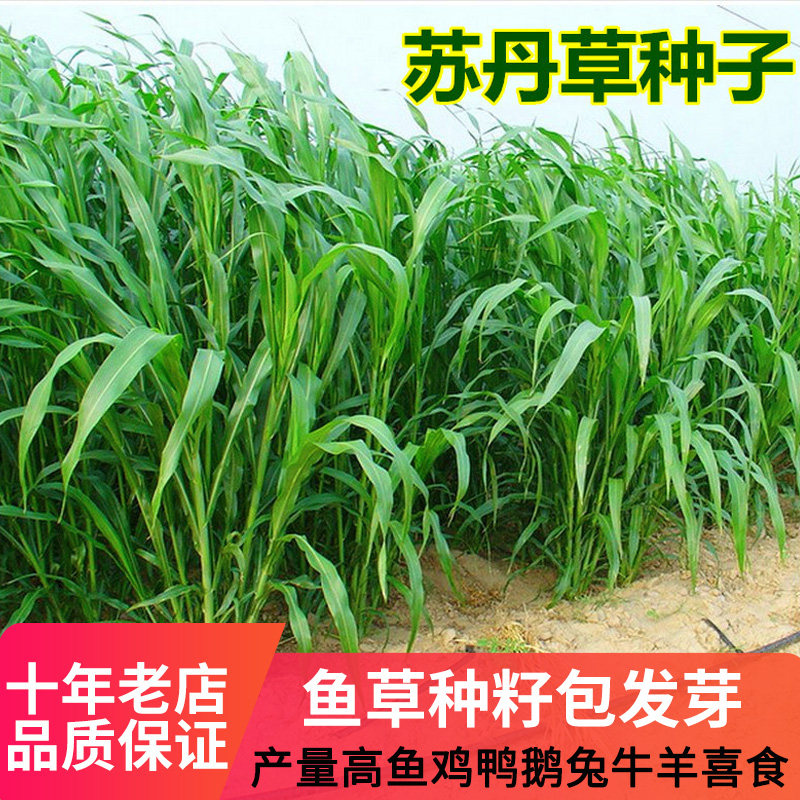 牧草鸡鸭鹅牛羊兔紫花苜蓿进口