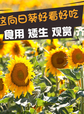 摄影高产食用向日葵种子