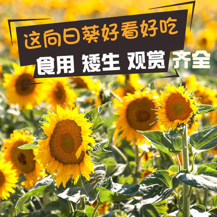 观赏向日葵种子婚纱摄影花籽高产瓜子种 大粒花种子原种 大型食用
