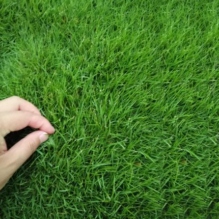 江西湖南绿化草籽四季常青庭院护坡固土多年生黑麦草狗牙根草种子